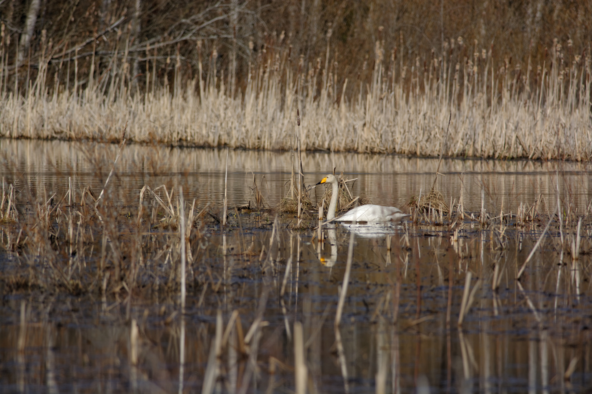 Nikon D7100 + Nikon AF-S Nikkor 300mm F4D ED-IF sample photo. Swan photography