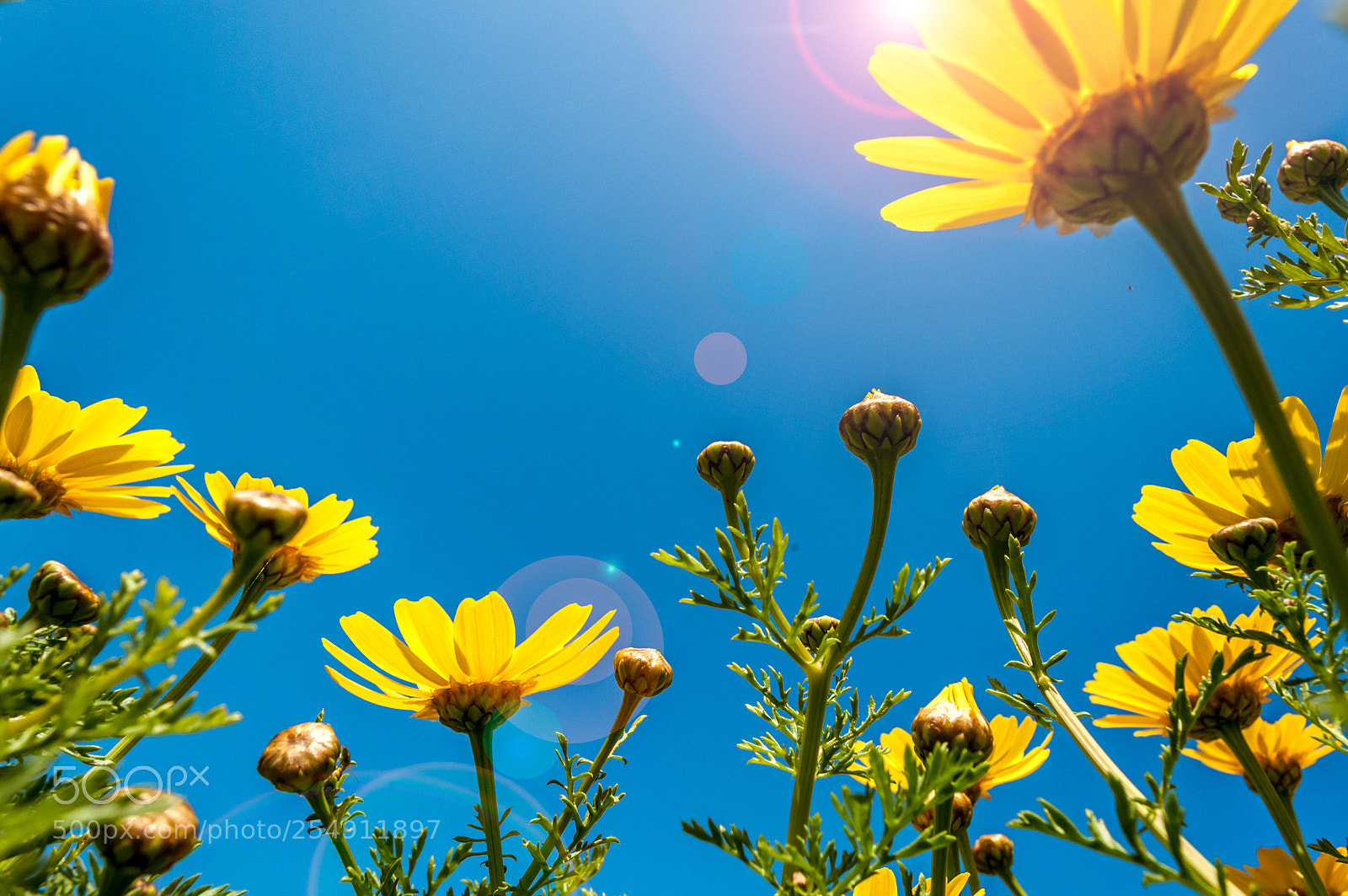 Nikon D90 sample photo. Yellow daisies seen from photography