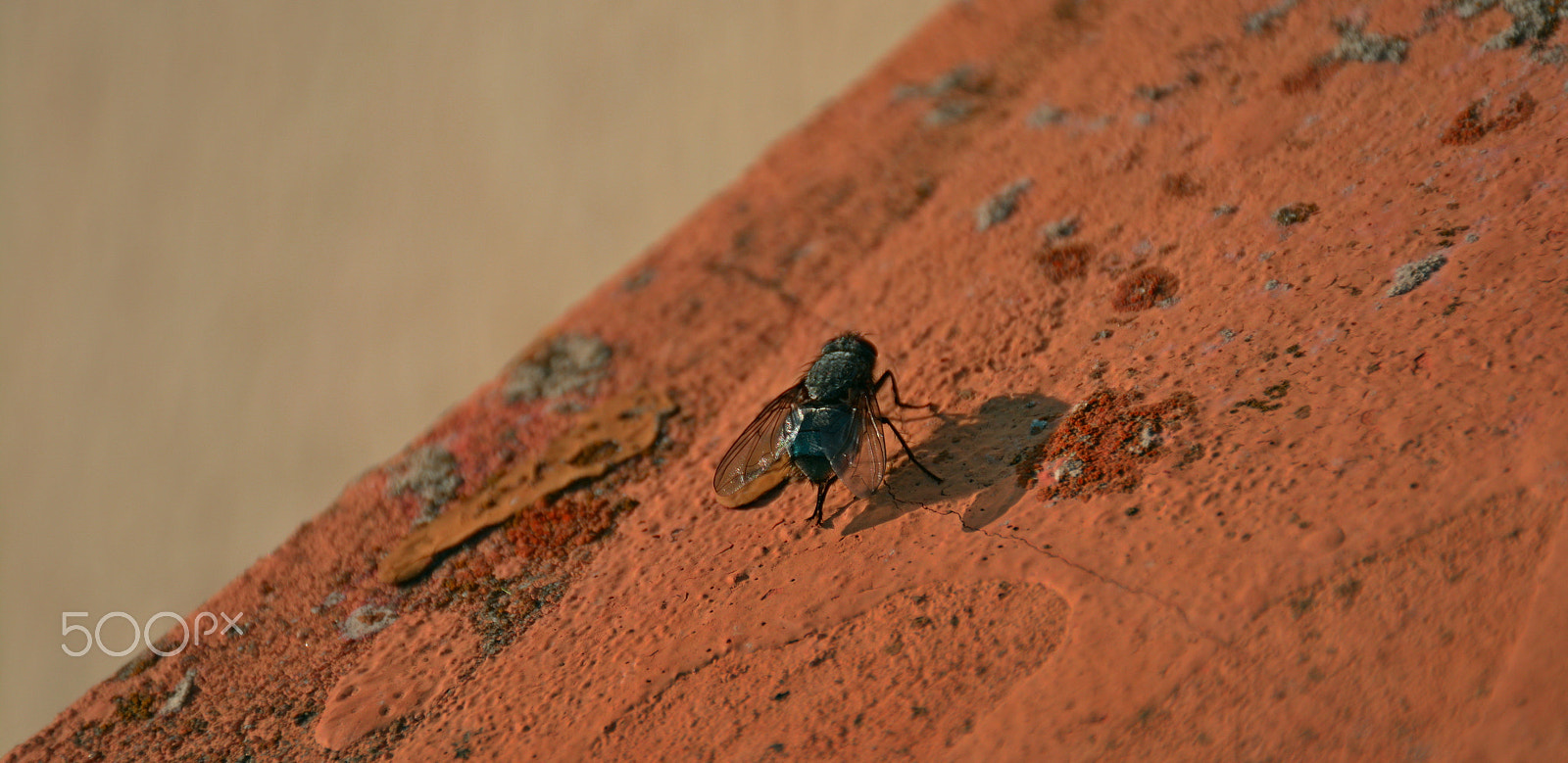 Nikon D5200 sample photo. Fly photography