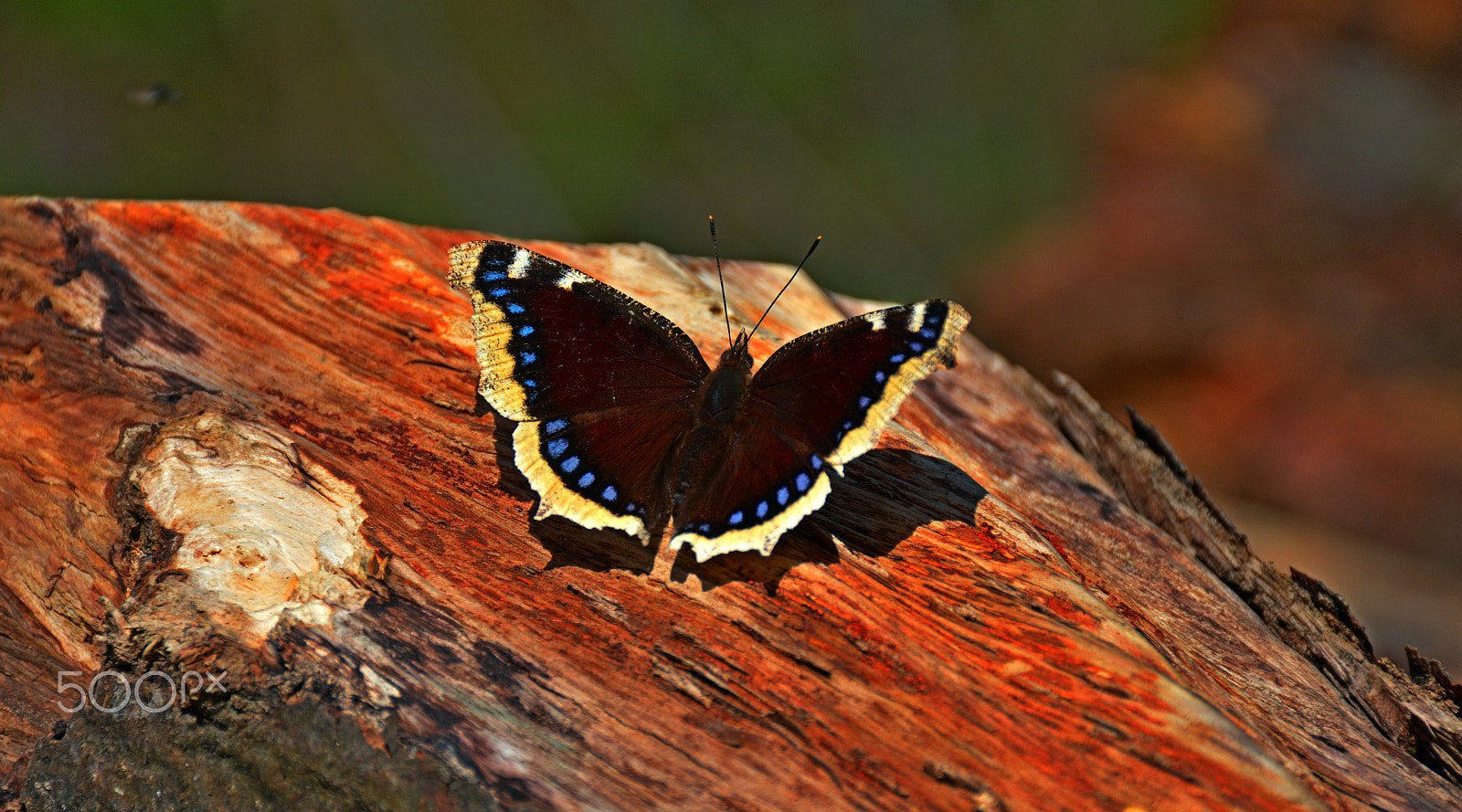 Nikon D5200 sample photo. Butterfly photography