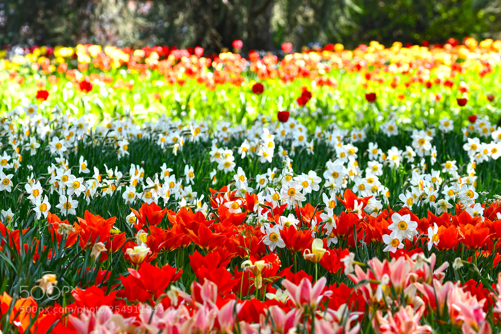 Nikon D7500 sample photo. Flowers in spring photography