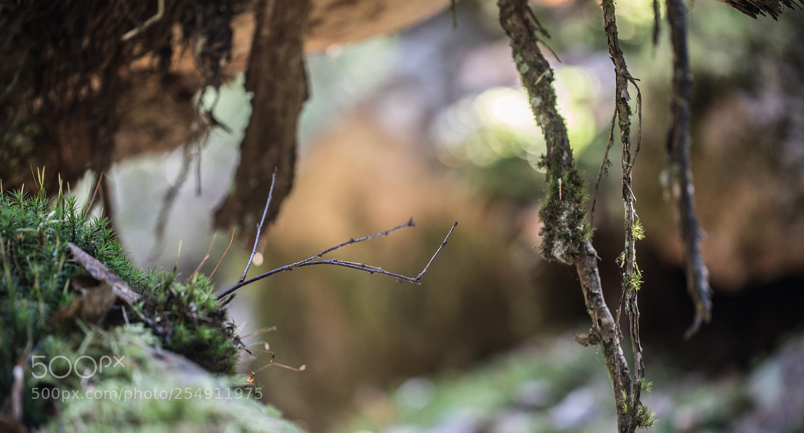 Canon EOS 5D Mark IV sample photo. Woodland magic photography