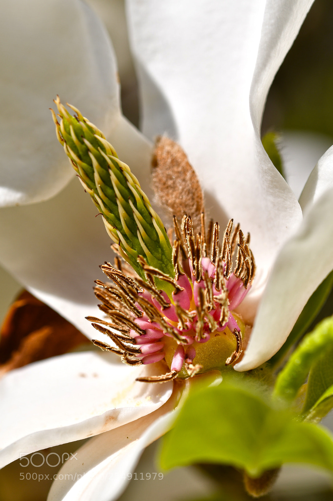Nikon D7500 sample photo. Flowers in spring photography