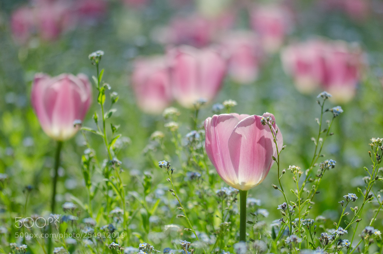 Nikon D7000 sample photo. Spring photography