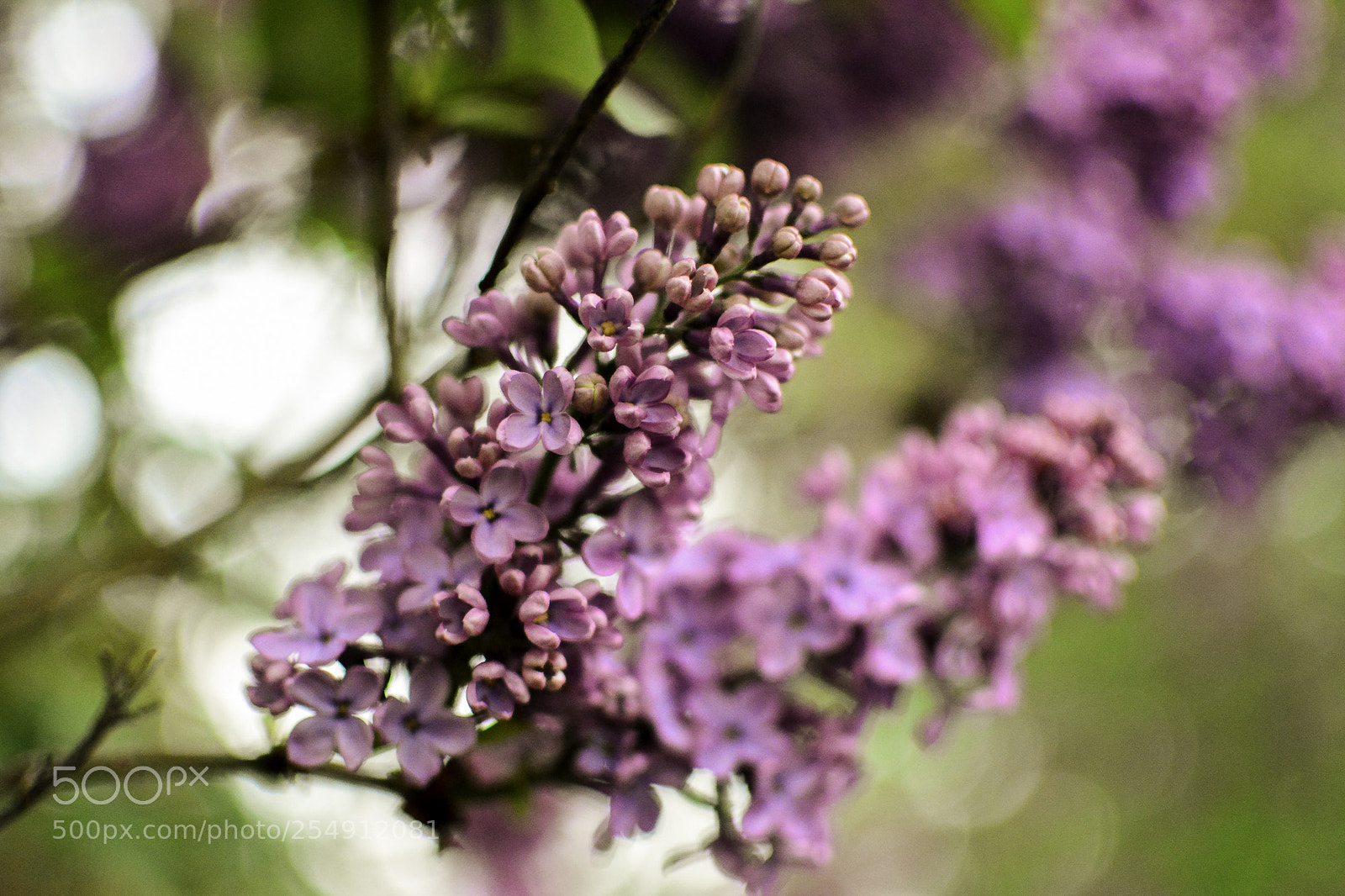 Nikon D5200 sample photo. Rp_10 photography