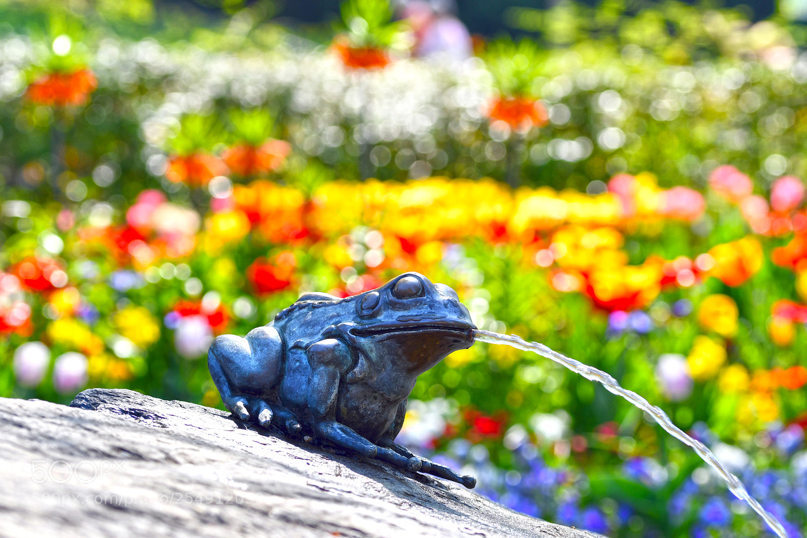 Nikon D7500 sample photo. Flowers in spring photography