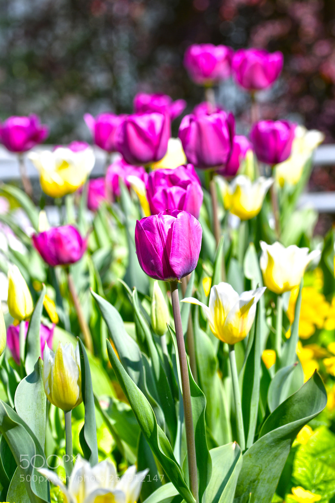 Nikon D7500 sample photo. Flowers in spring photography