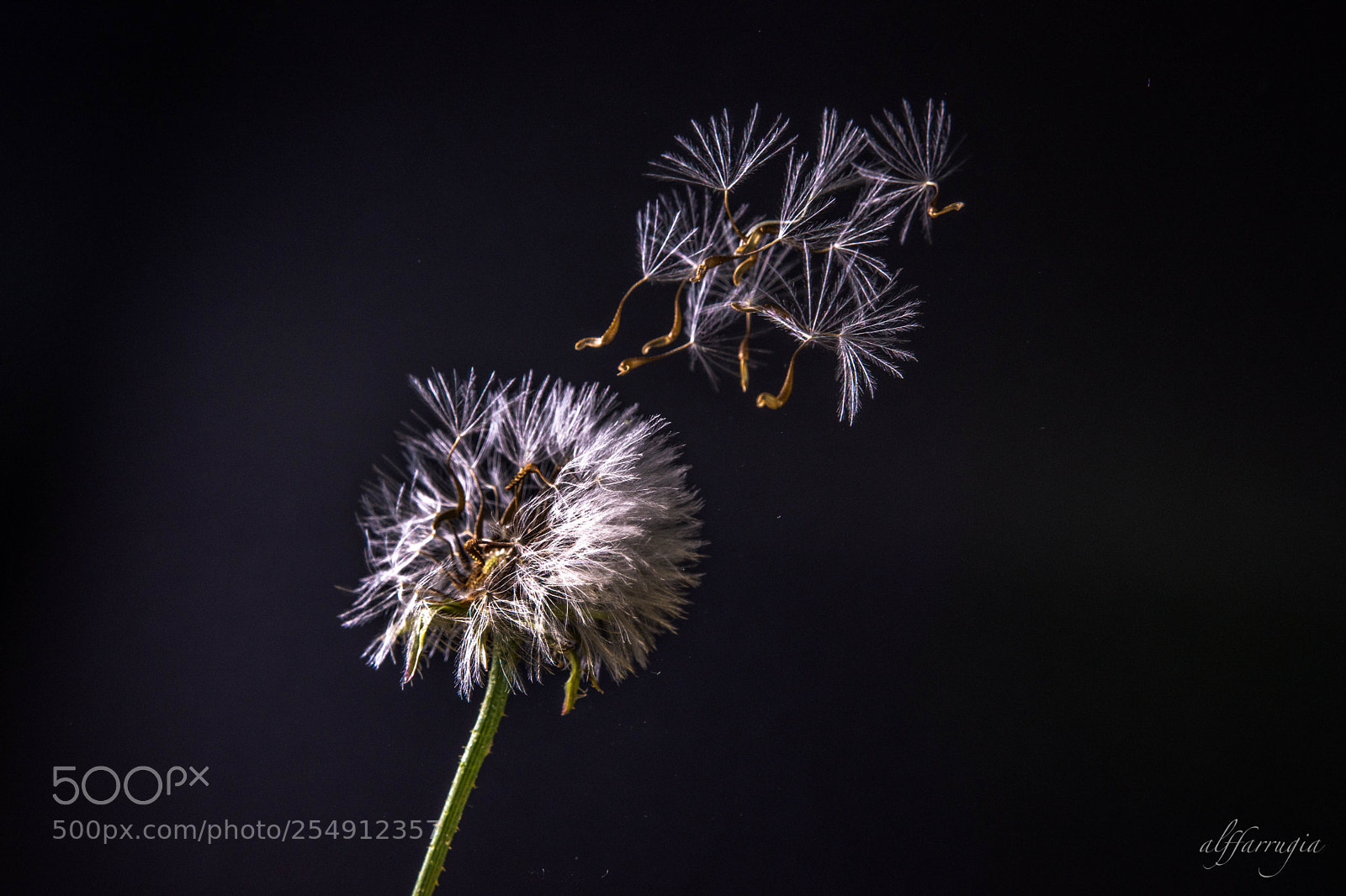 Nikon D7200 sample photo. Dandelion photography