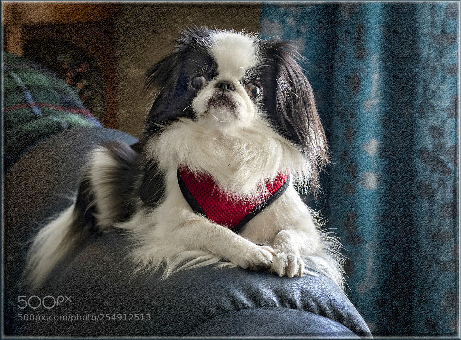 Olympus OM-D E-M1 Mark II sample photo. Tilly photography
