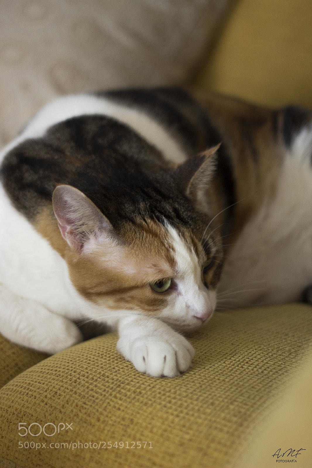 Canon EOS 600D (Rebel EOS T3i / EOS Kiss X5) sample photo. Nuca photography