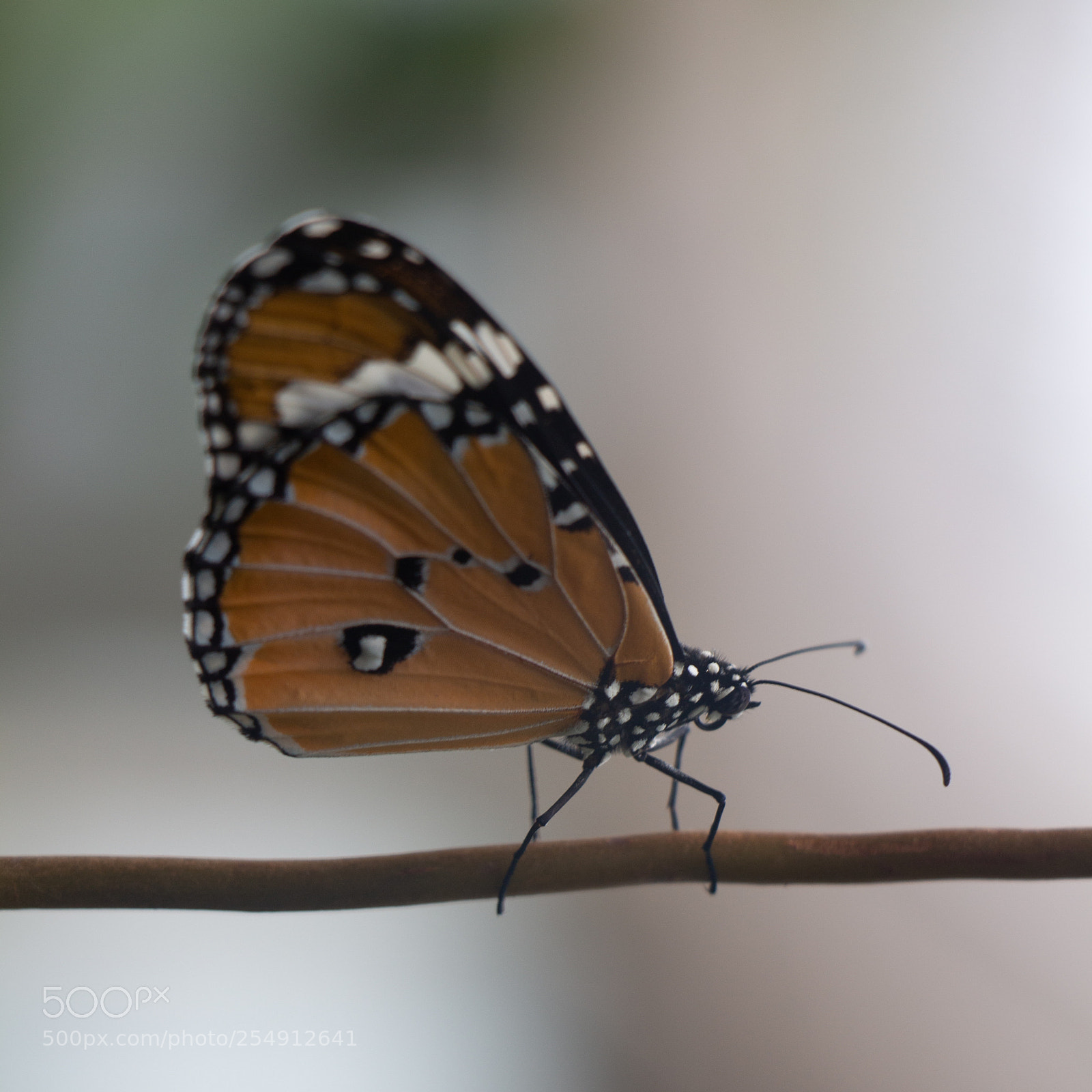 Canon EOS 650D (EOS Rebel T4i / EOS Kiss X6i) sample photo. Butterfly 1 photography