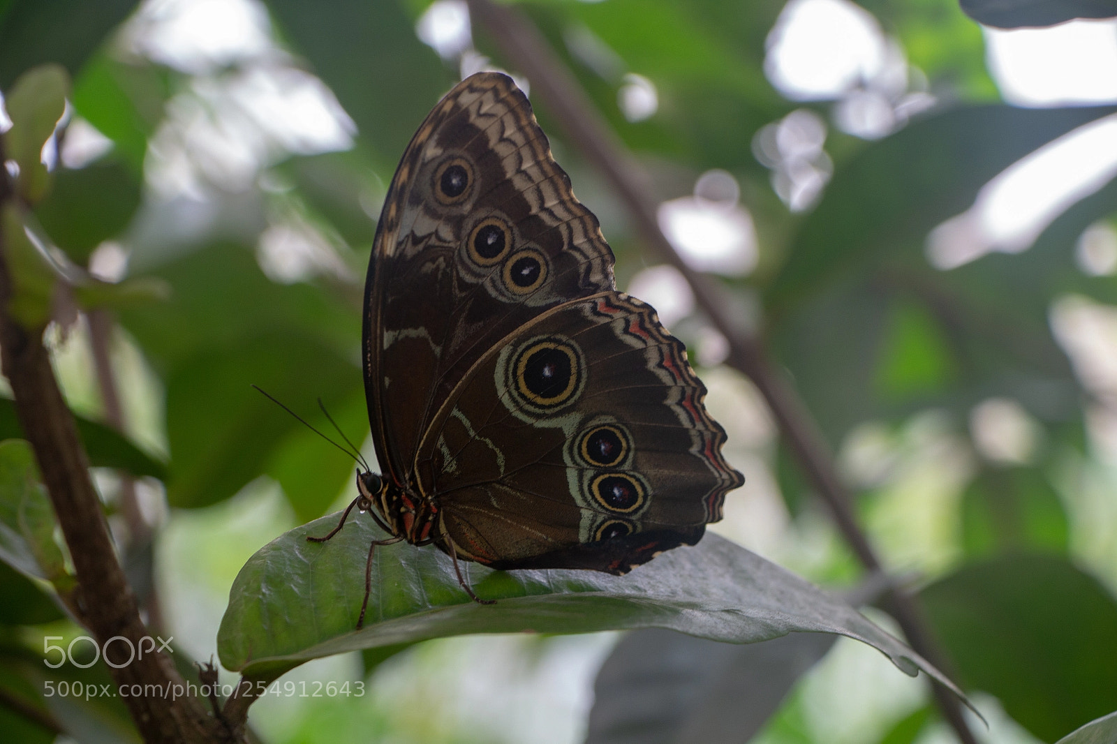 Canon EOS 650D (EOS Rebel T4i / EOS Kiss X6i) sample photo. Butterfly 2 photography