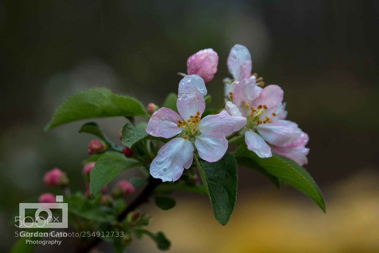 Canon EOS 60D sample photo. April showers photography