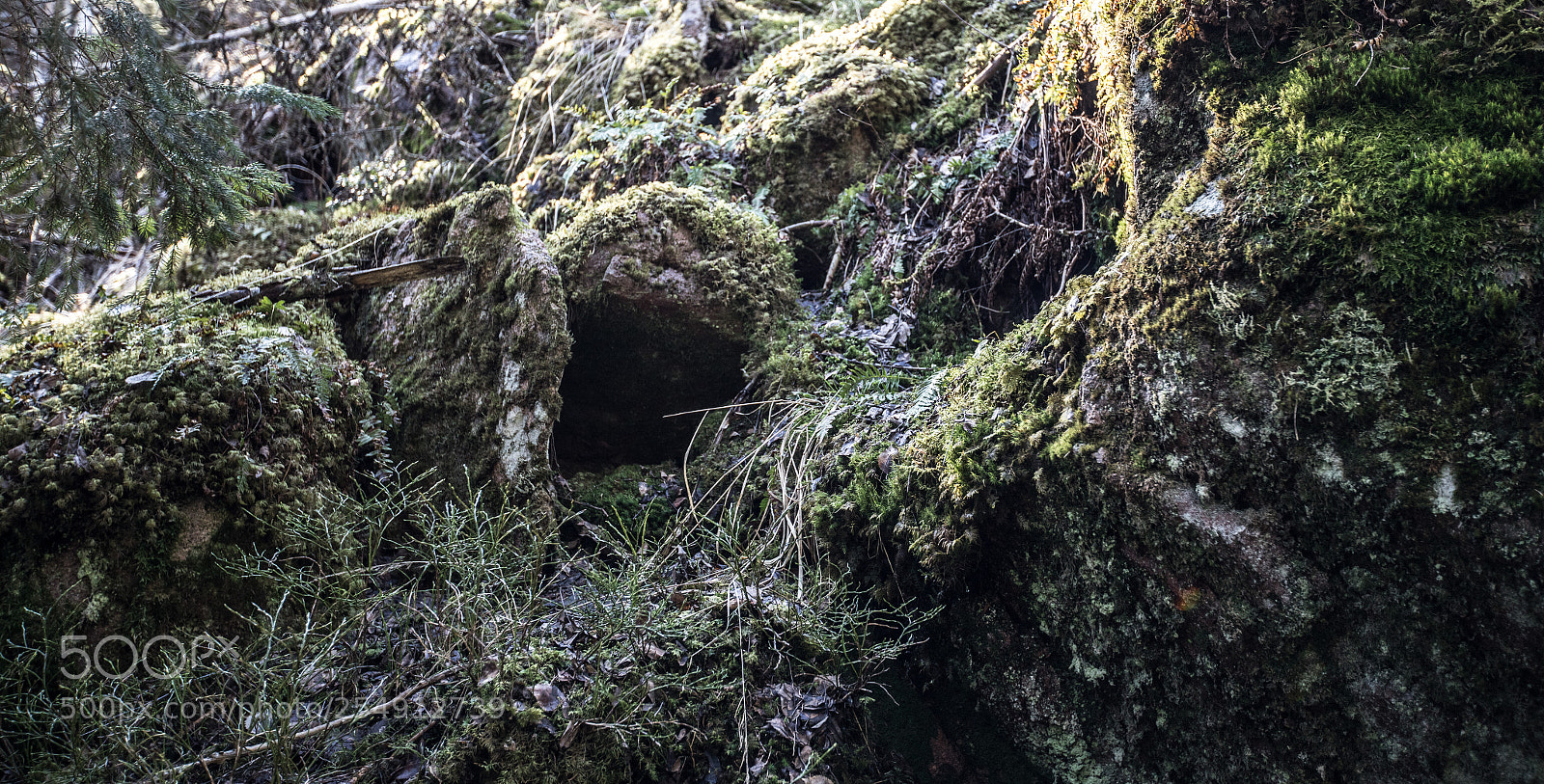 Canon EOS 5D Mark IV sample photo. Cave of the forest photography