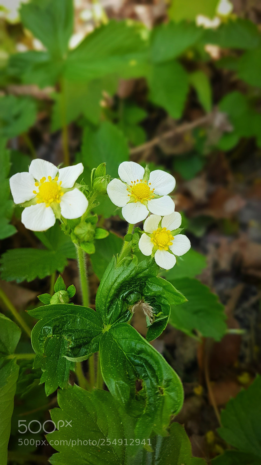 Samsung Galaxy S7 Edge sample photo. Wild strawberry photography