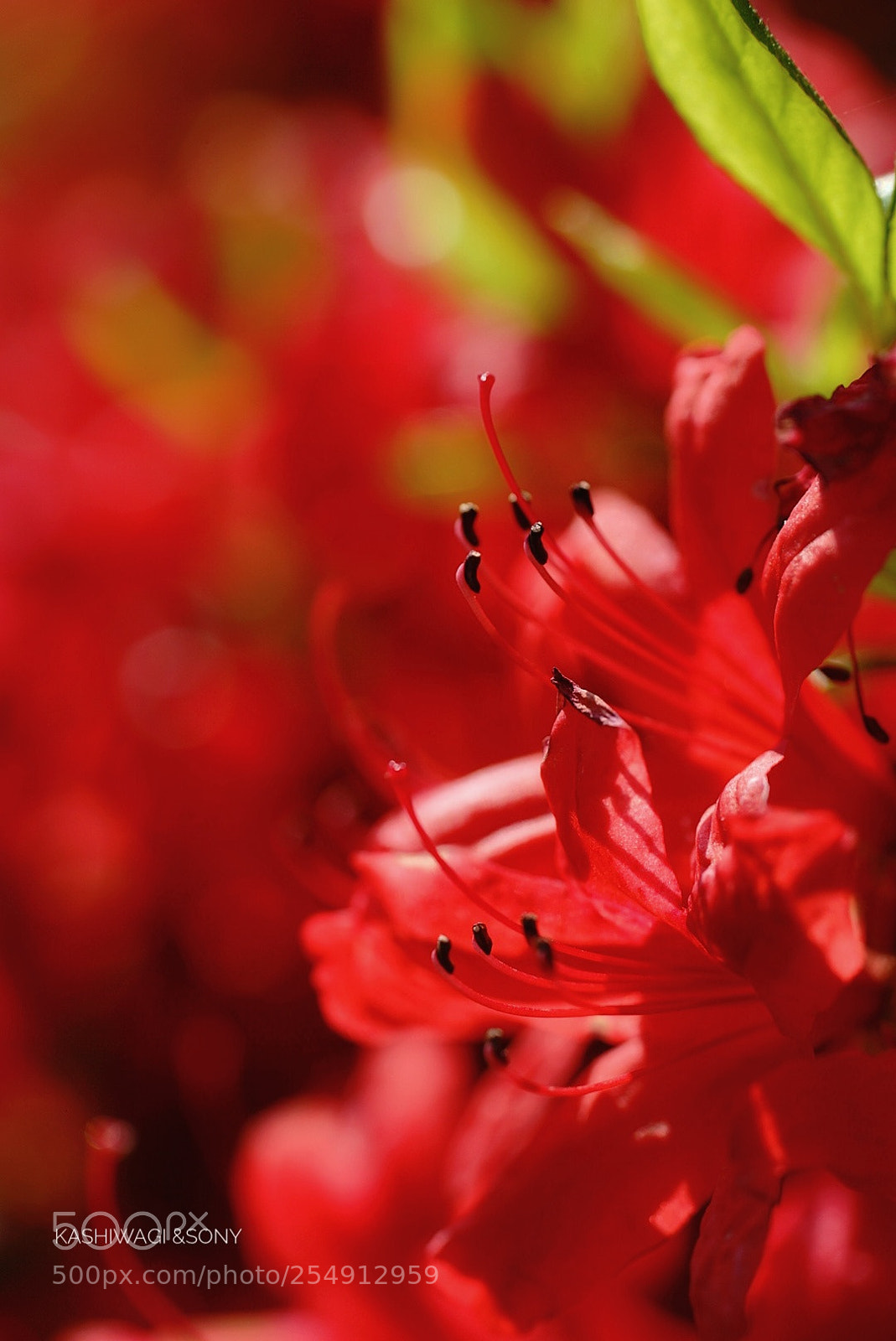 Sony a7 II sample photo. Azalea blooming red photography