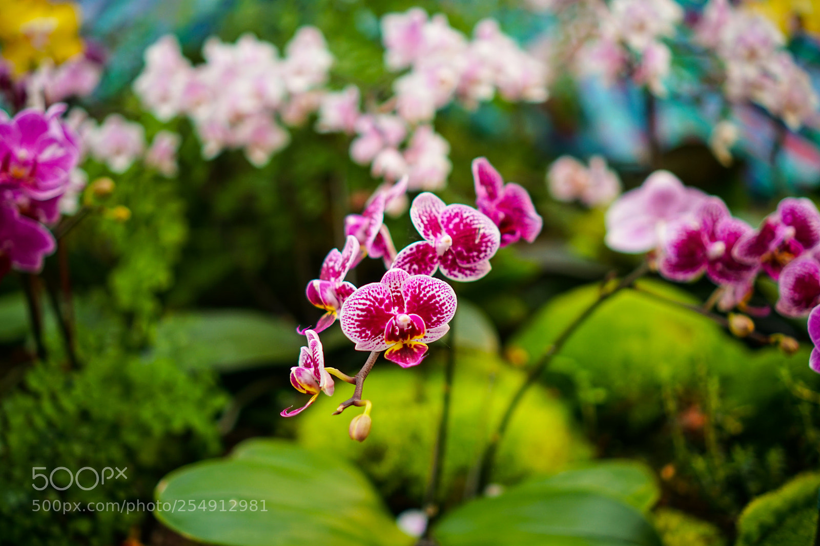 Sony a6300 sample photo. Floral blossom photography