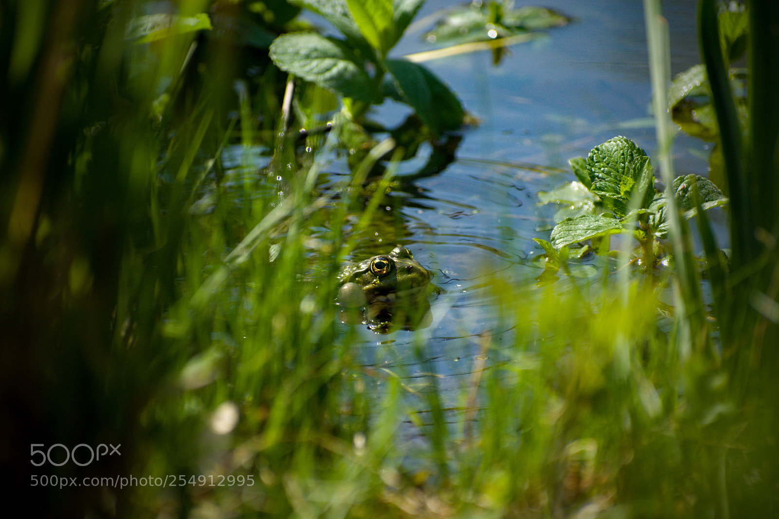 Nikon D7100 sample photo. Skrytý pelophylax ridibundus photography