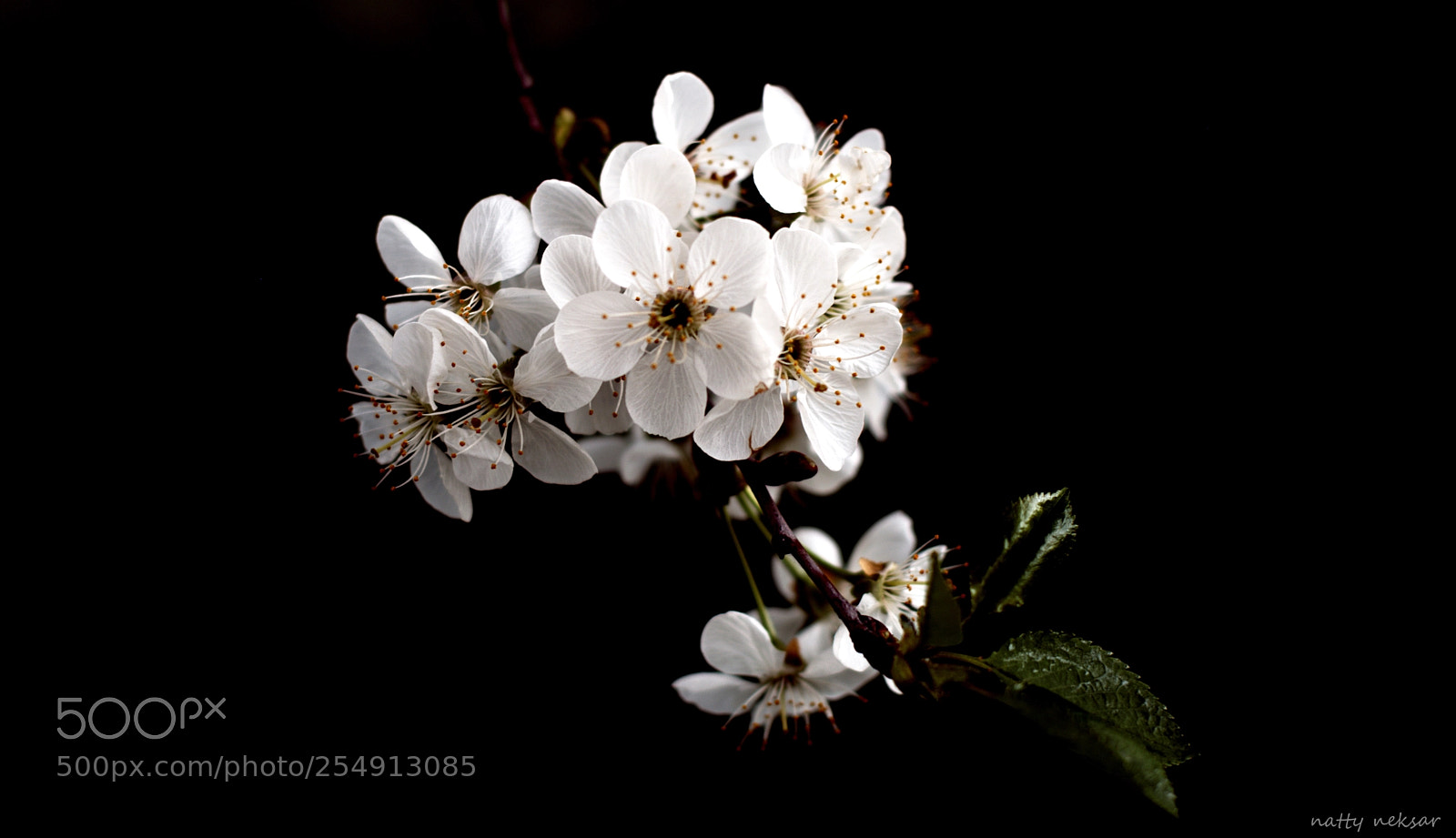 Nikon D5300 sample photo. #springtime...4 photography