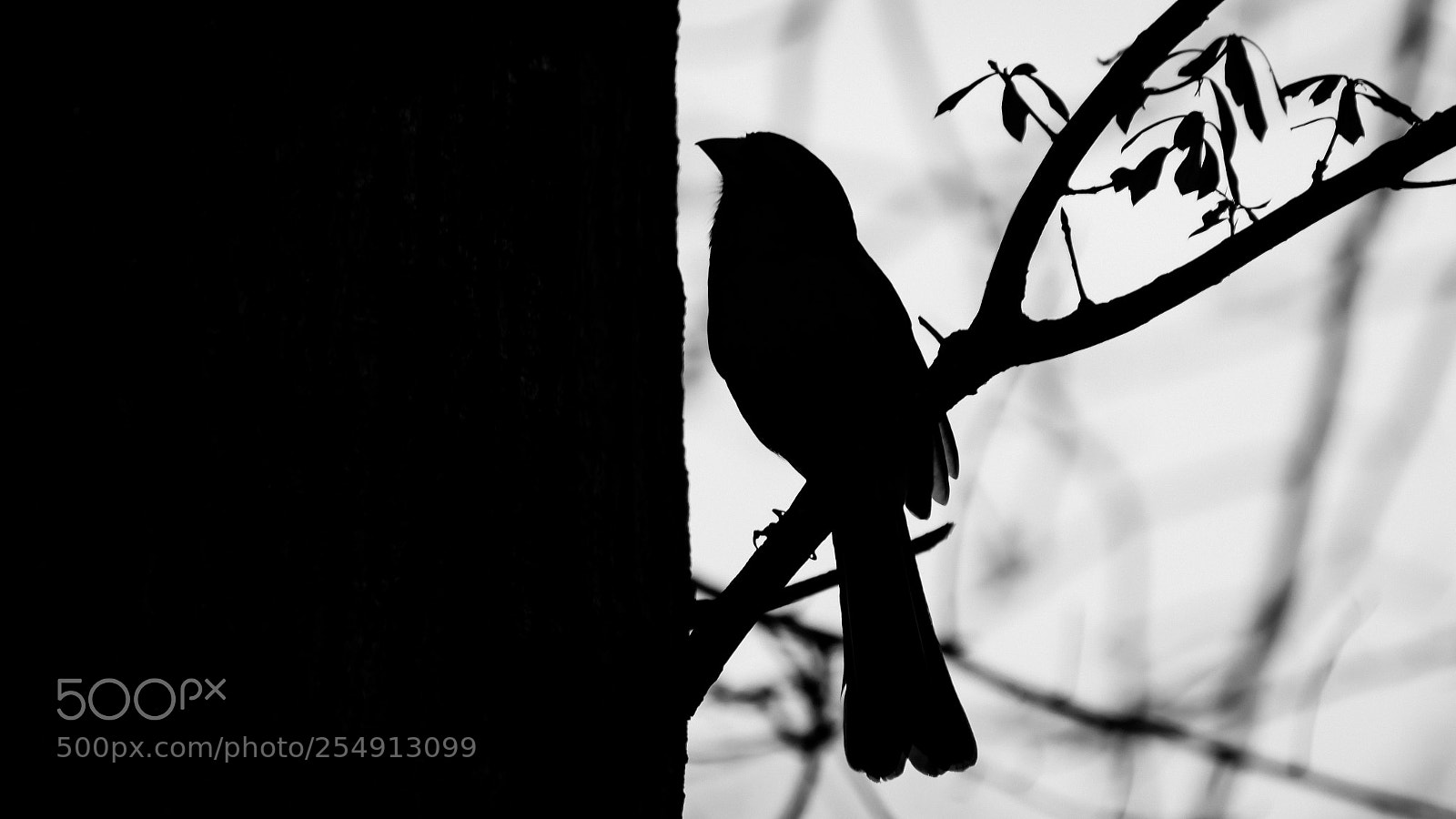 Sony a6000 sample photo. Cardinal black and white photography