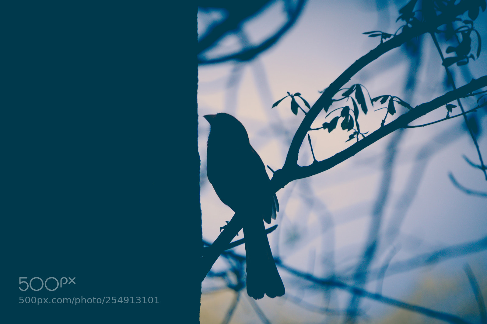 Sony a6000 sample photo. Cardinal color silhouette photography