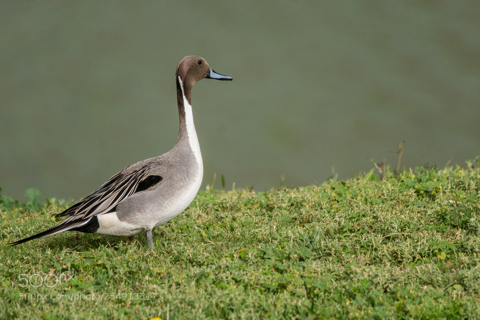 Nikon D7100 sample photo. Northern pintail photography