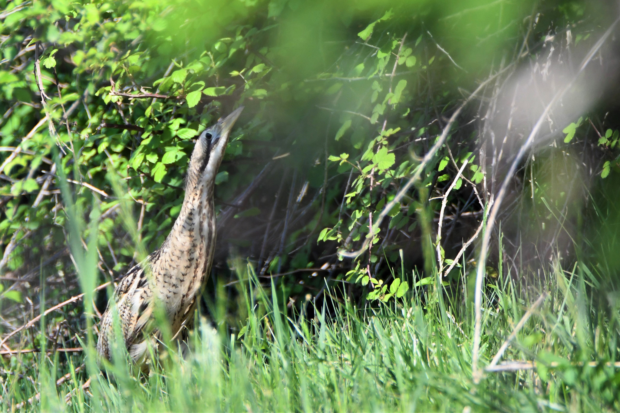 Nikon D7500 sample photo. Not perfect, but caught! ;-) photography