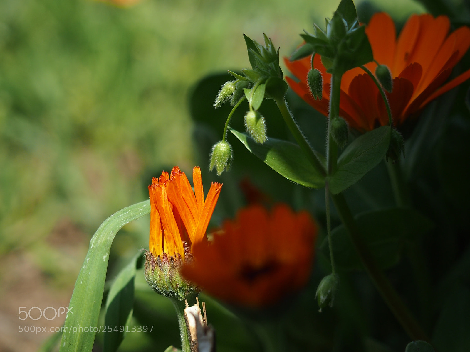 Olympus PEN E-PL3 sample photo. Peacefull photography