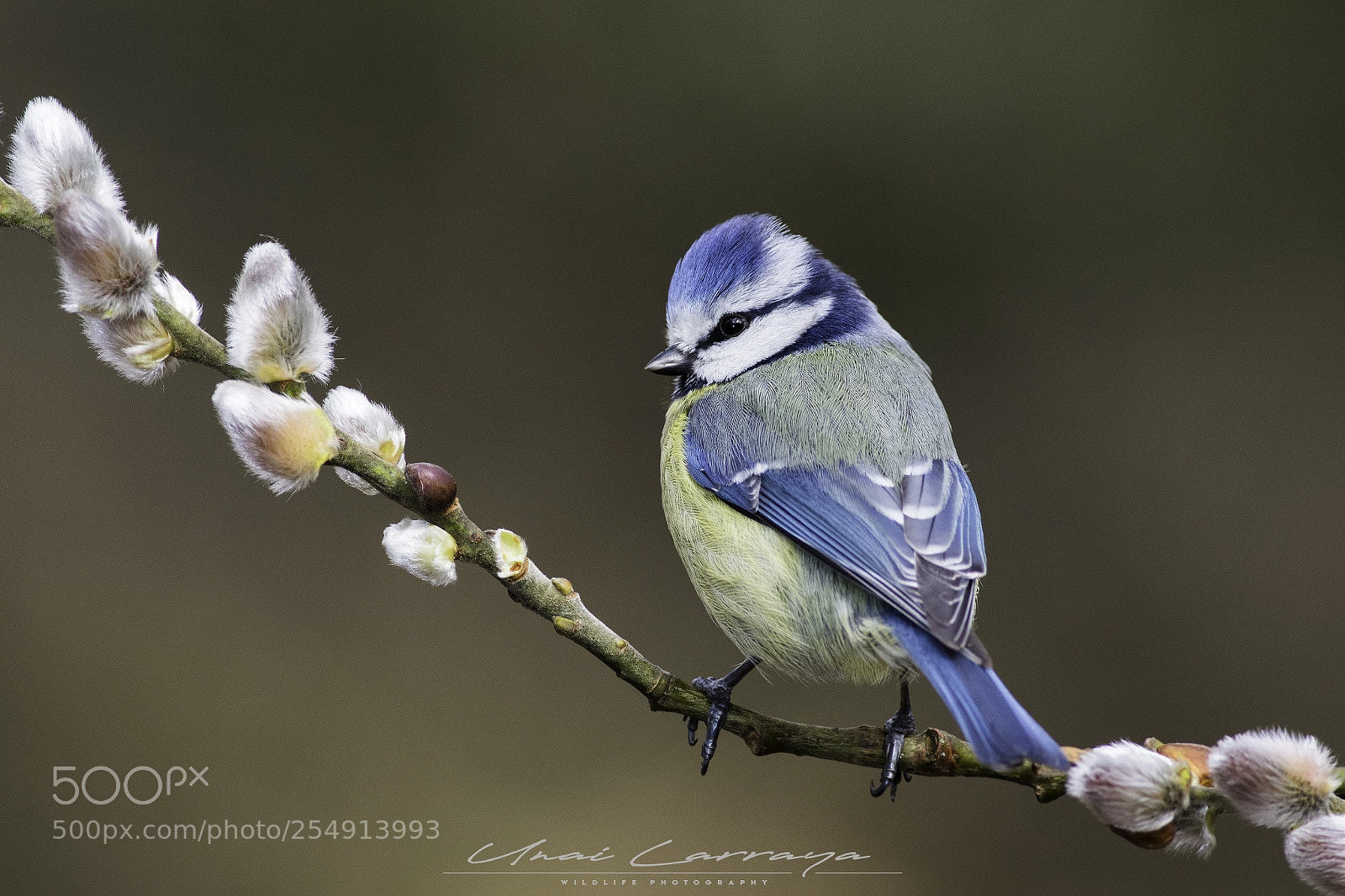 Canon EOS 7D Mark II sample photo. Bosque de orgi, lizaso photography