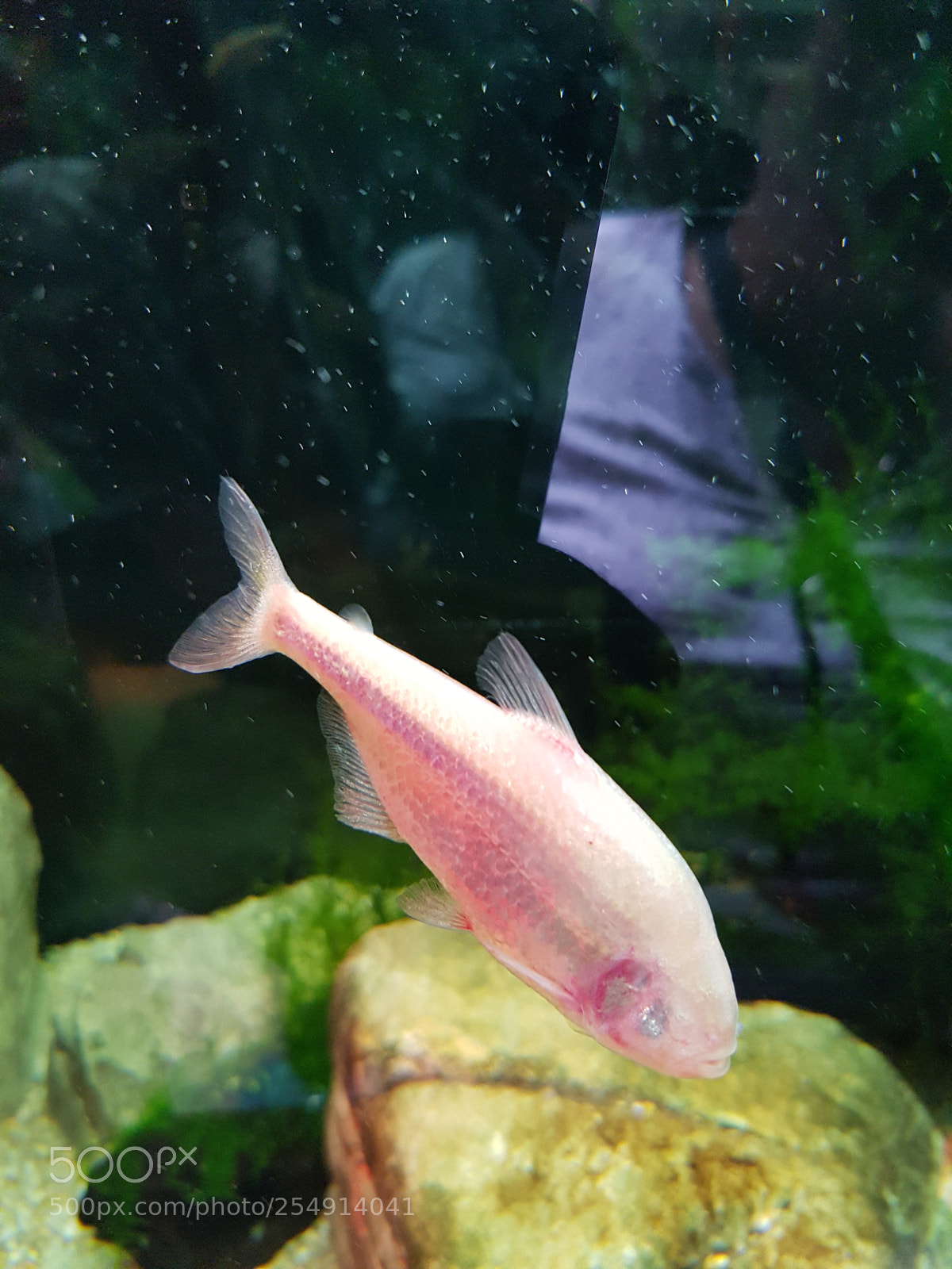 Samsung Galaxy S7 Edge sample photo. Blind fish photography