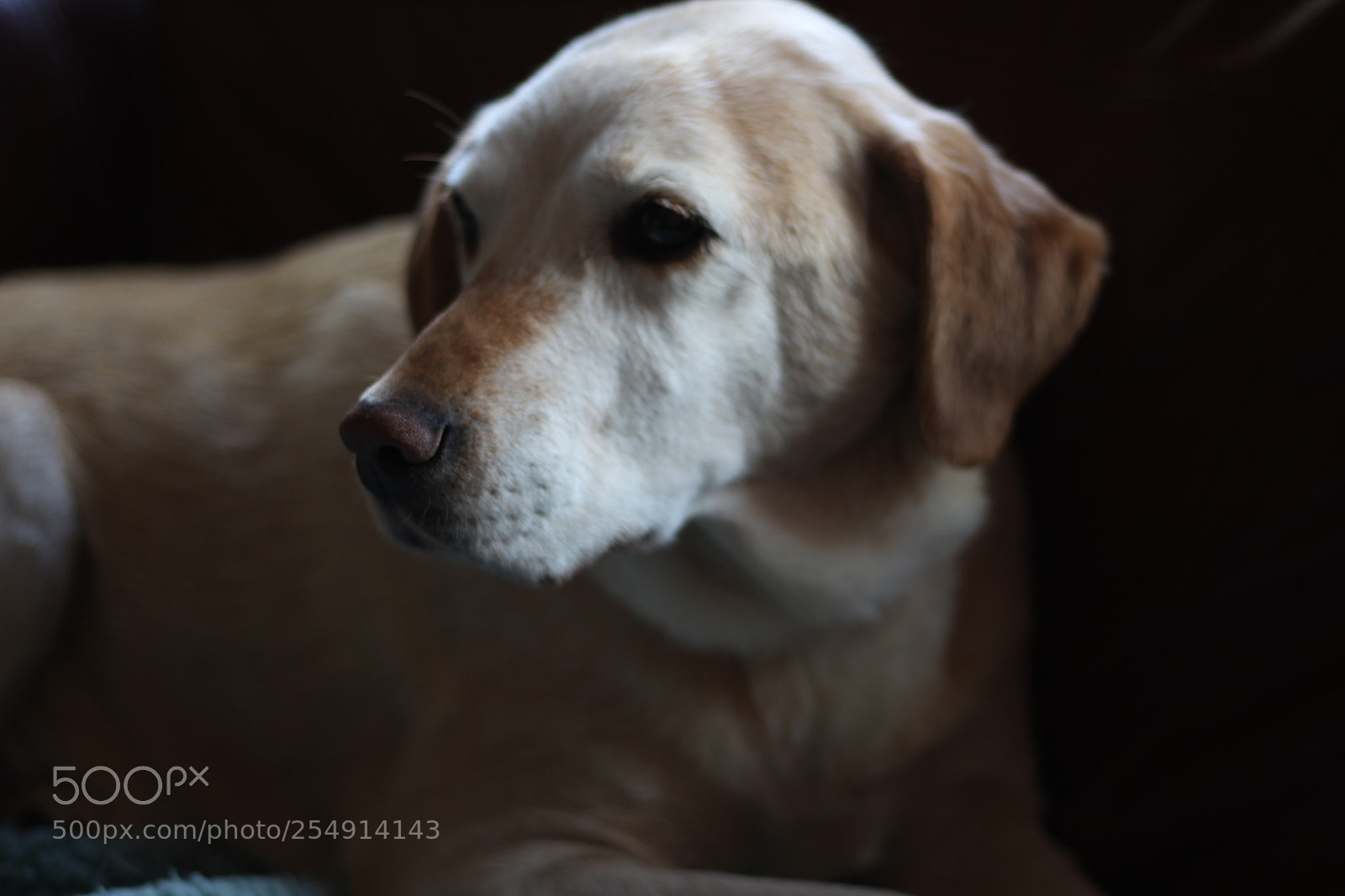 Canon EOS 700D (EOS Rebel T5i / EOS Kiss X7i) + Canon EF 50mm F1.8 STM sample photo. Portrait golden labrador pet photography