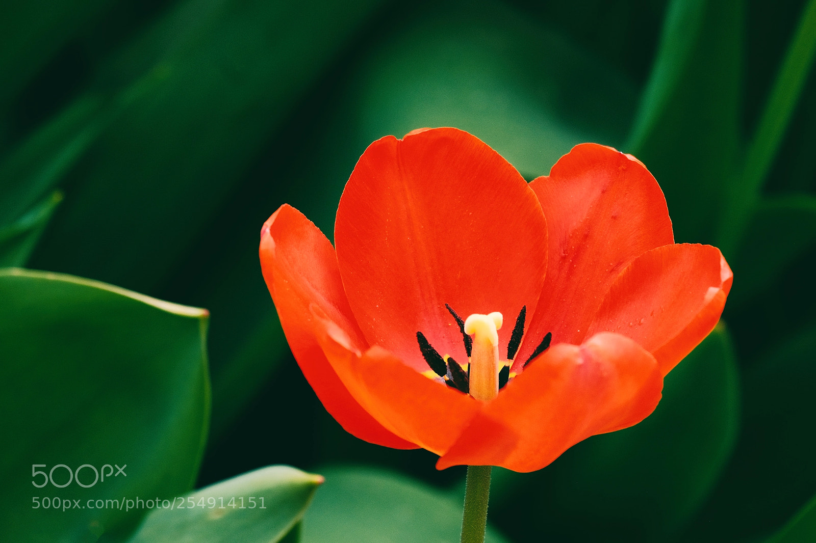 Fujifilm X-T10 sample photo. Tulip photography