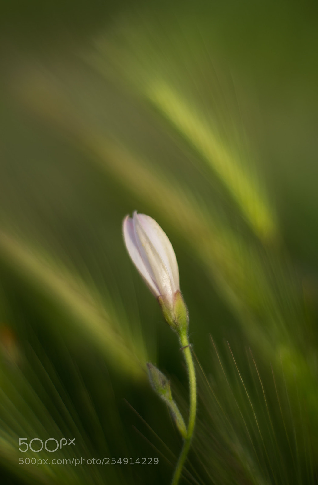 Nikon D610 sample photo. Bufa el vent photography