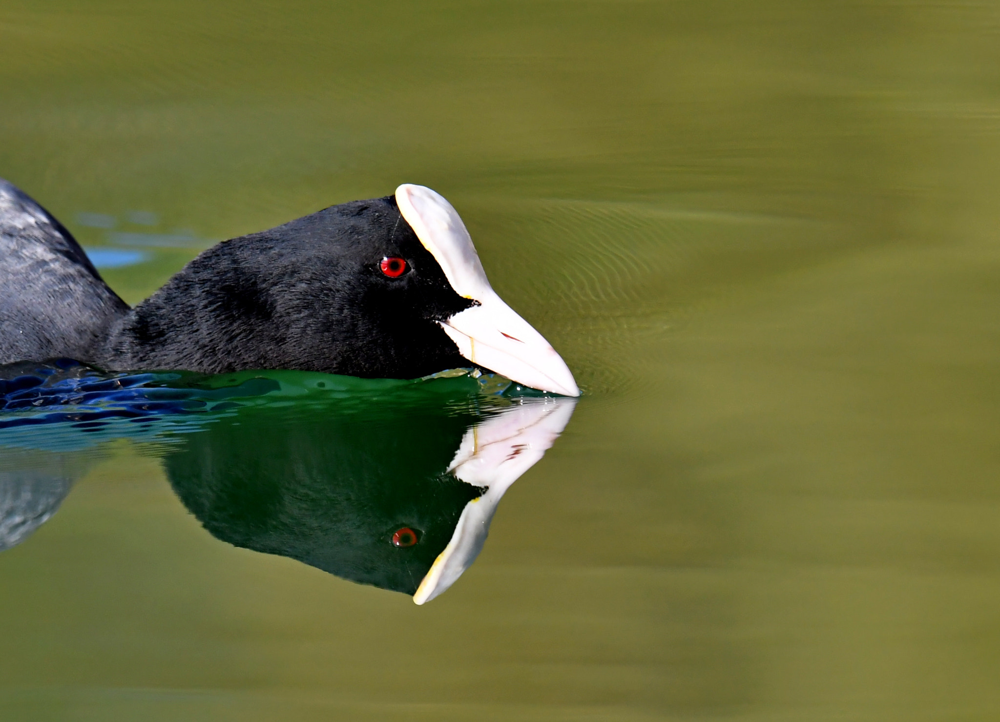 Nikon AF-S Nikkor 600mm F4G ED VR sample photo. Eurasian coot portrait photography