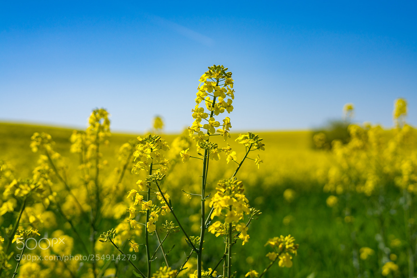 Sony a7 II sample photo. Dsc photography