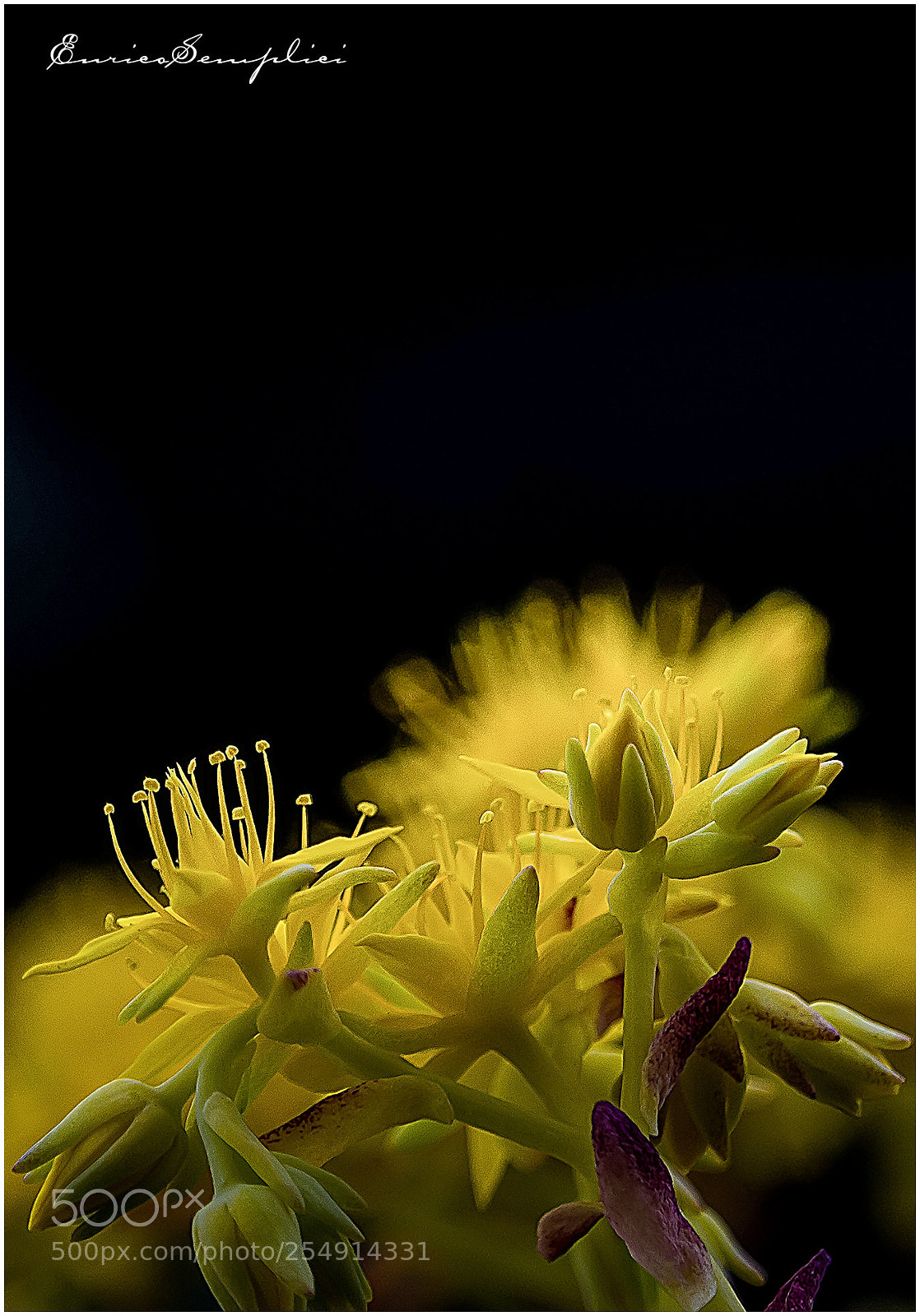 Canon EOS 100D (EOS Rebel SL1 / EOS Kiss X7) sample photo. Sedum palmeri photography