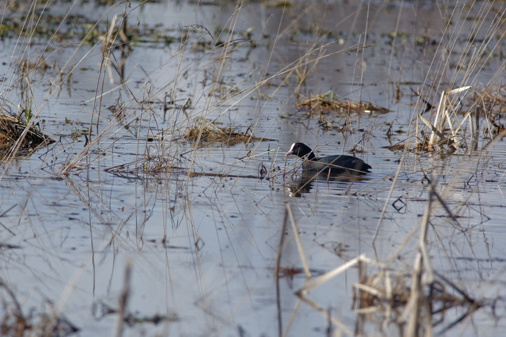 Nikon D7100 + Nikon AF-S Nikkor 300mm F4D ED-IF sample photo. Coot photography