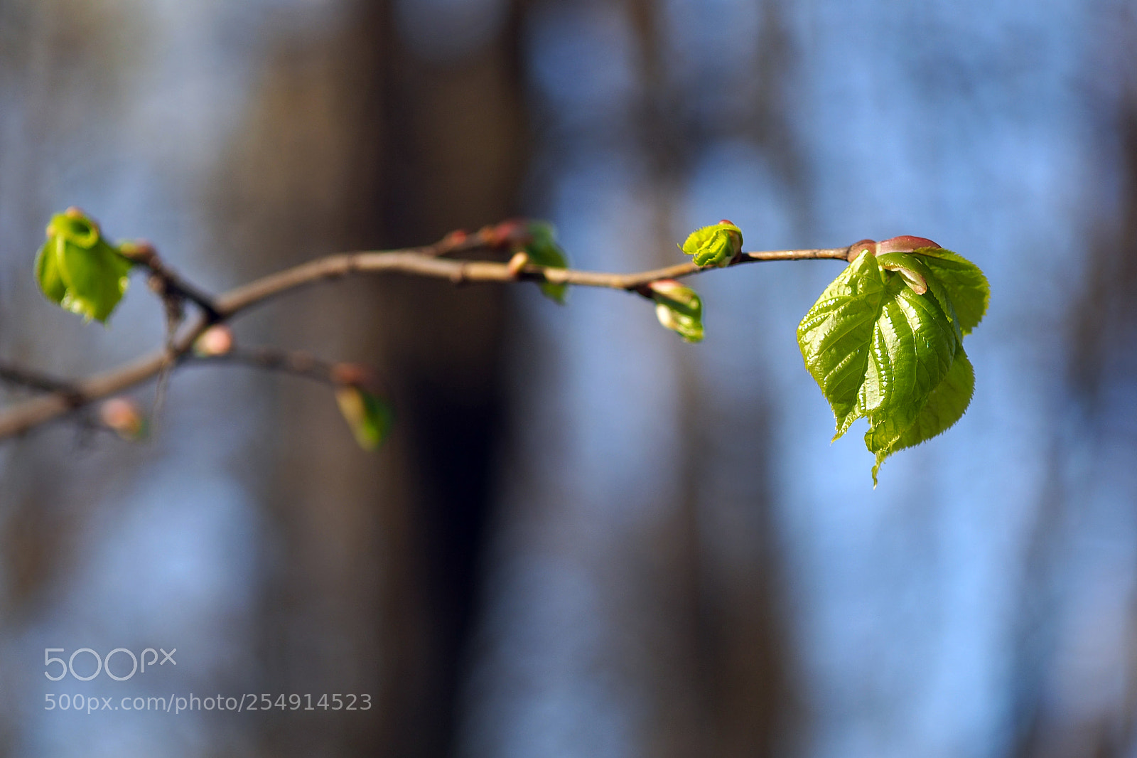 Olympus OM-D E-M10 sample photo. In spring leaves blossom photography