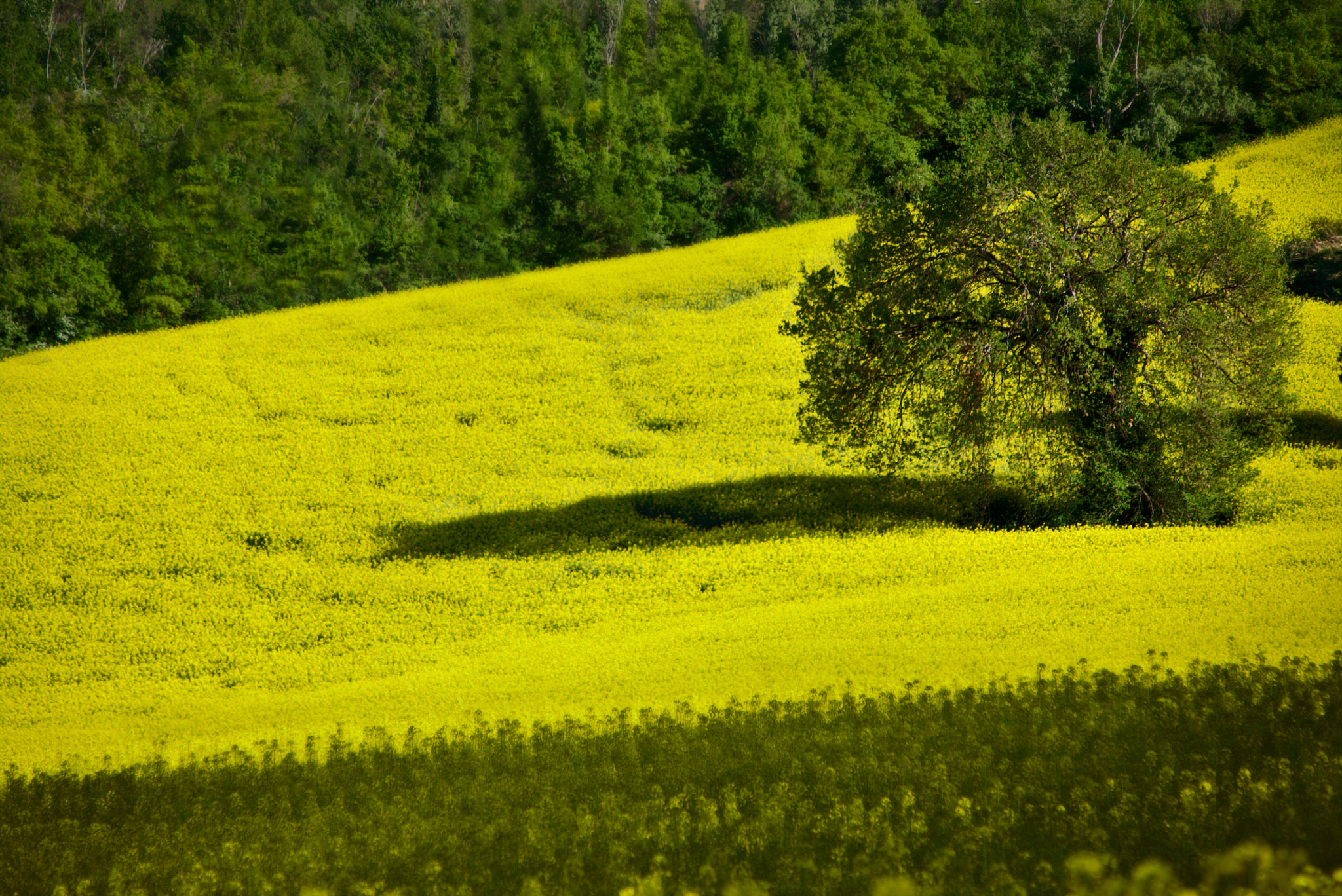 Canon EOS 70D + Canon TS-E 90mm F2.8 Tilt-Shift sample photo. Yellow world photography