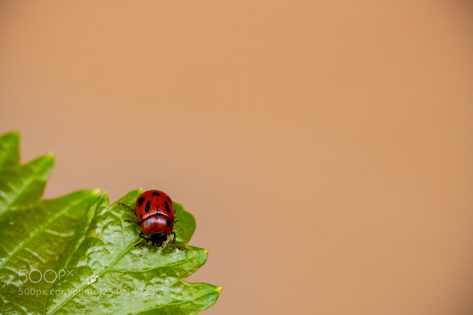 Canon EOS 6D Mark II sample photo. Ladybug photography