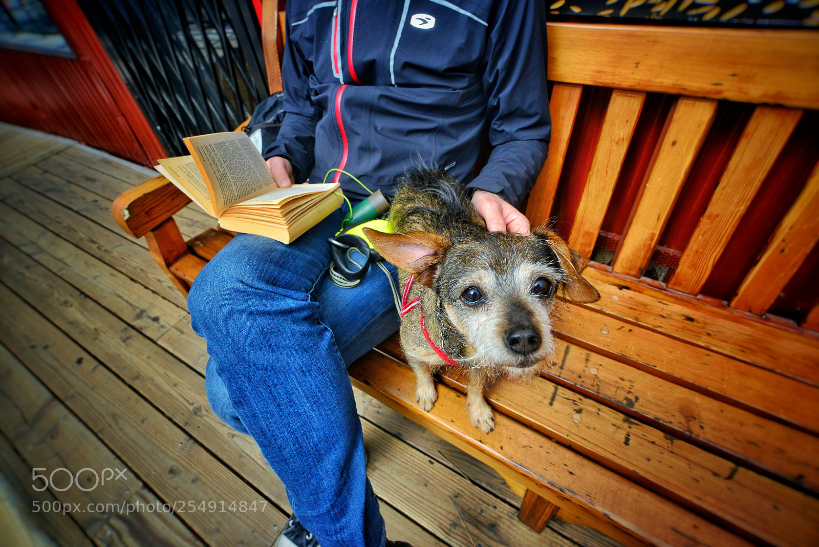 Nikon D800 sample photo. The reading doggo photography