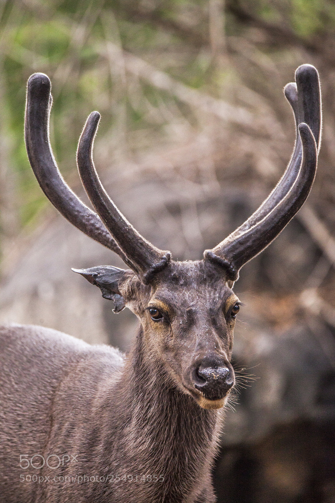 Canon EOS 5D Mark II sample photo. A close up! photography