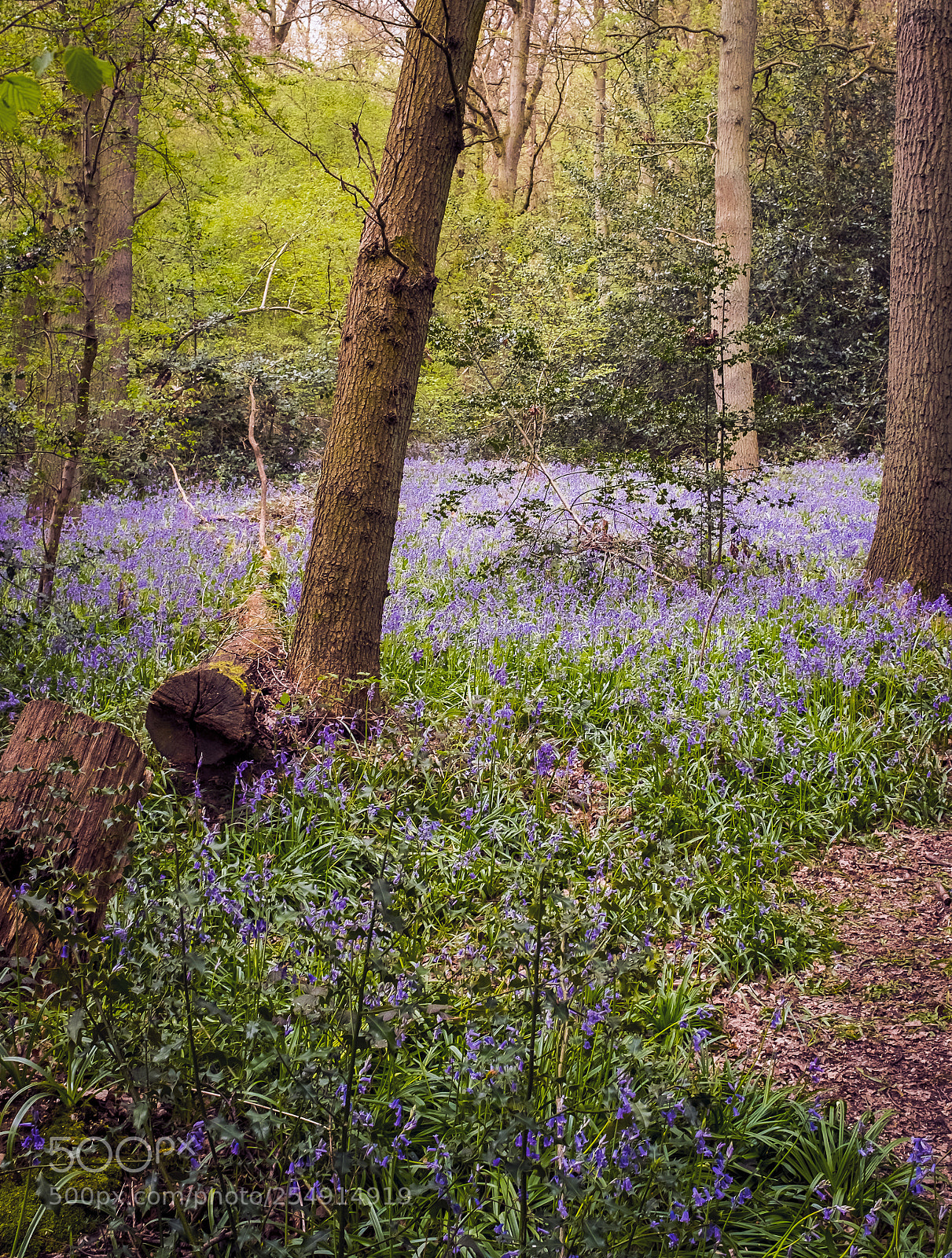 Fujifilm X100F sample photo. Brooches wood stevenage hertfordshire photography