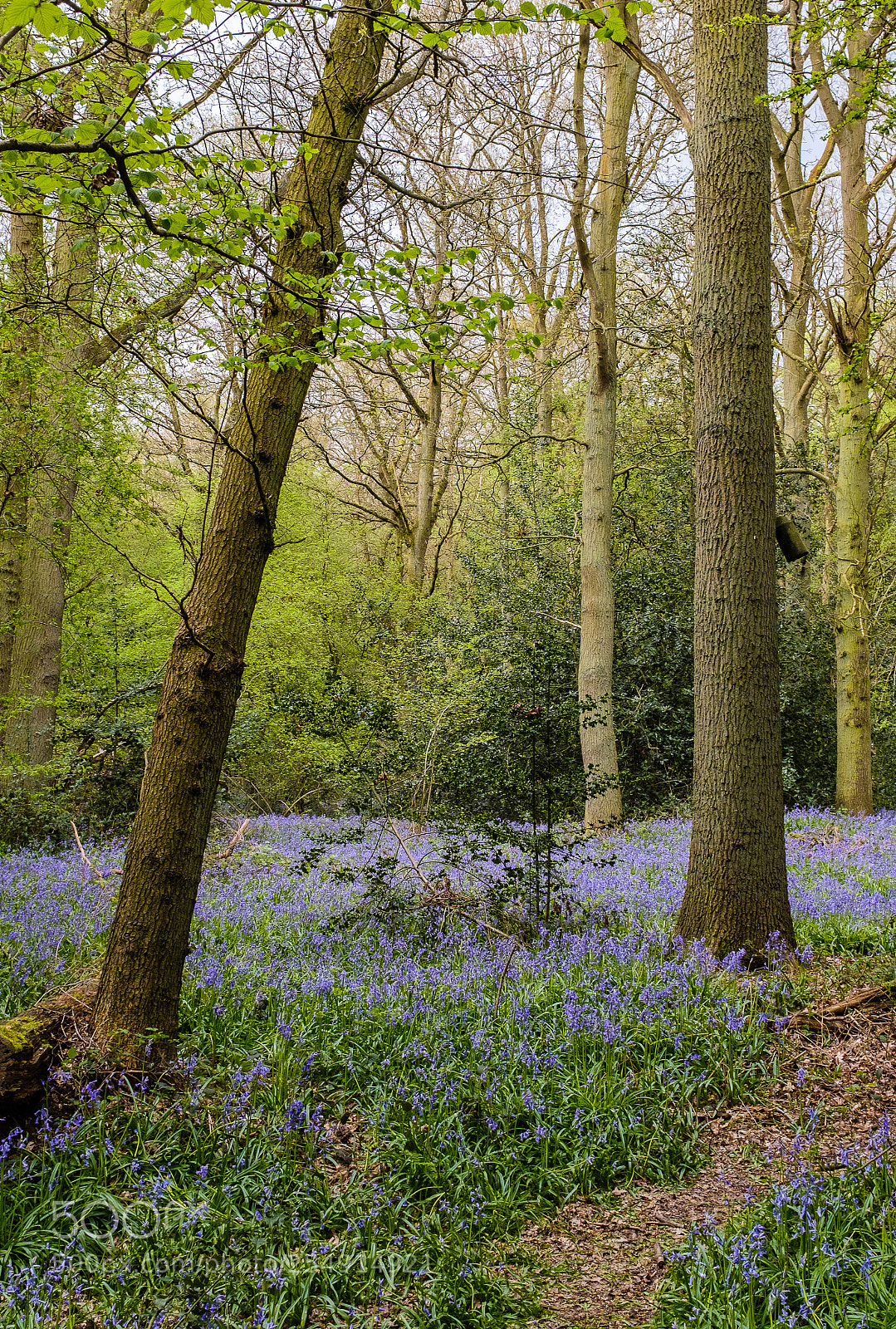 Fujifilm X100F sample photo. Brooches wood stevenage hertfordshire photography