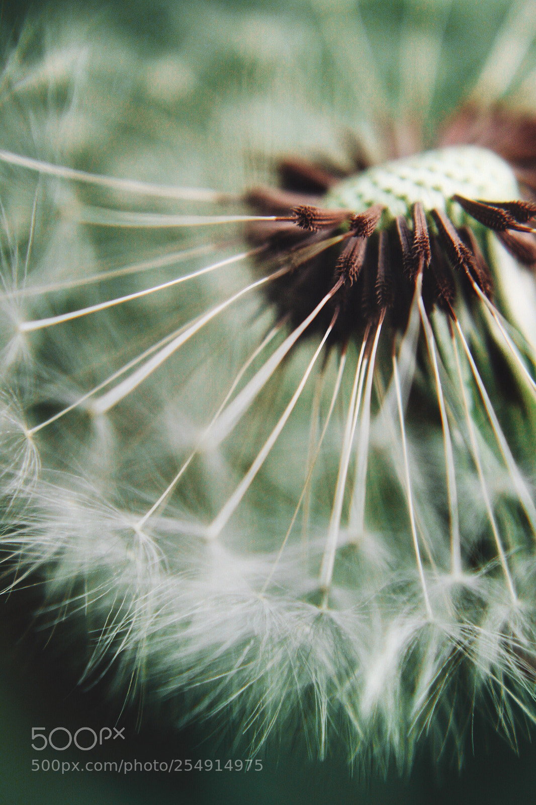 Canon EOS 500D (EOS Rebel T1i / EOS Kiss X3) sample photo. • photography