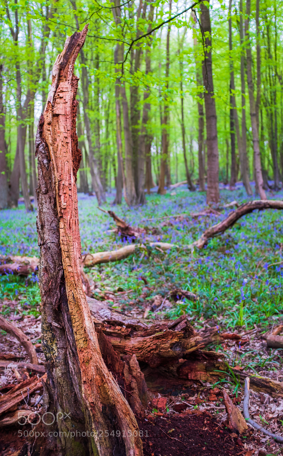 Fujifilm X100F sample photo. Dead tree brooches wood photography