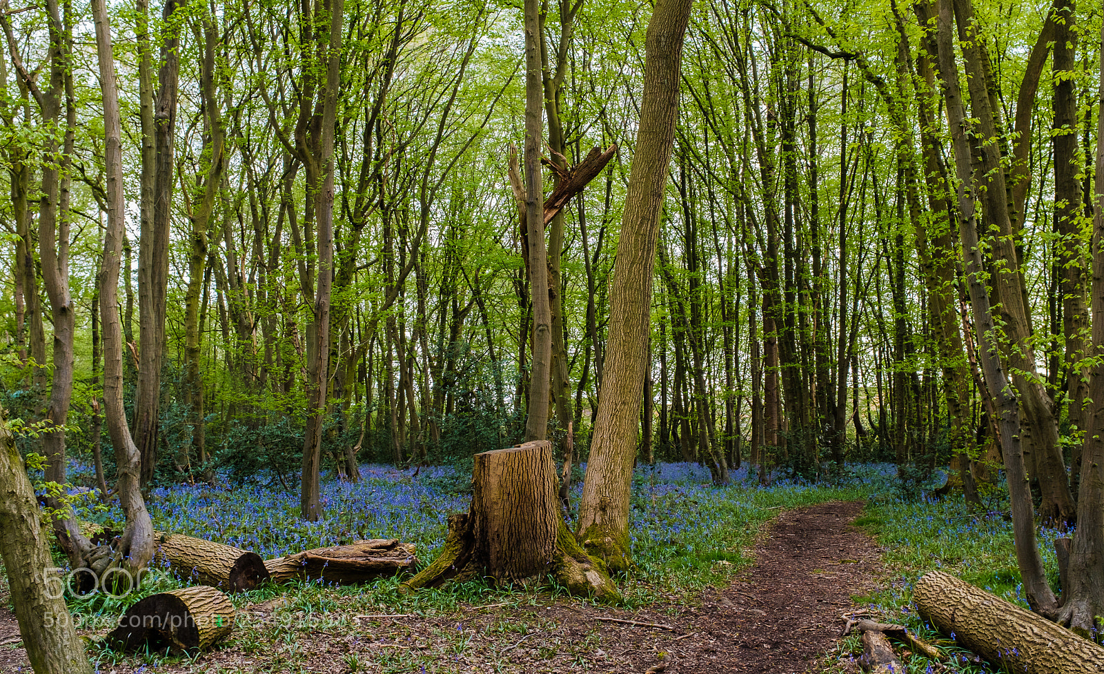 Fujifilm X100F sample photo. Local wood stevenage hertfordshire photography