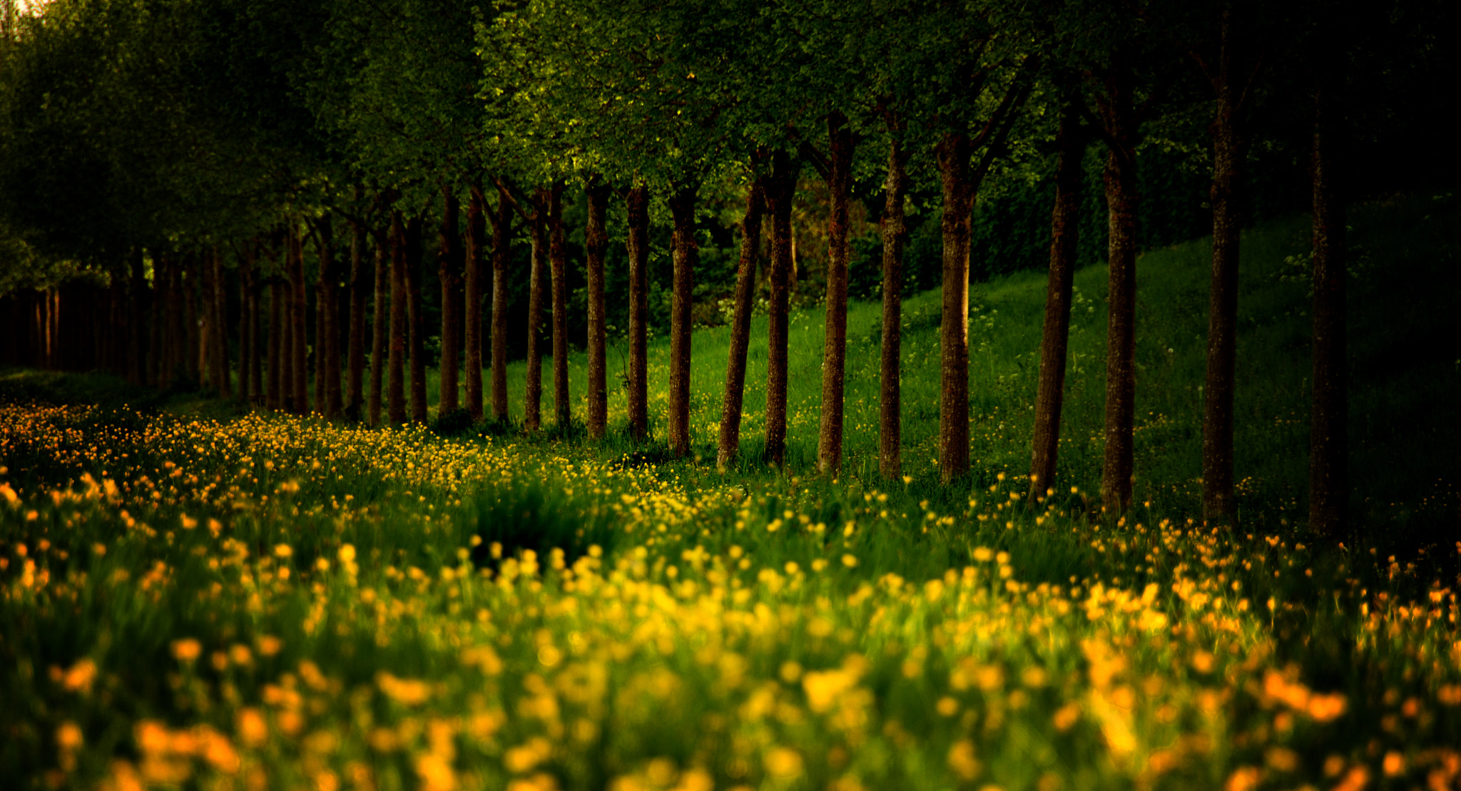 Nikon D7200 sample photo. The row photography