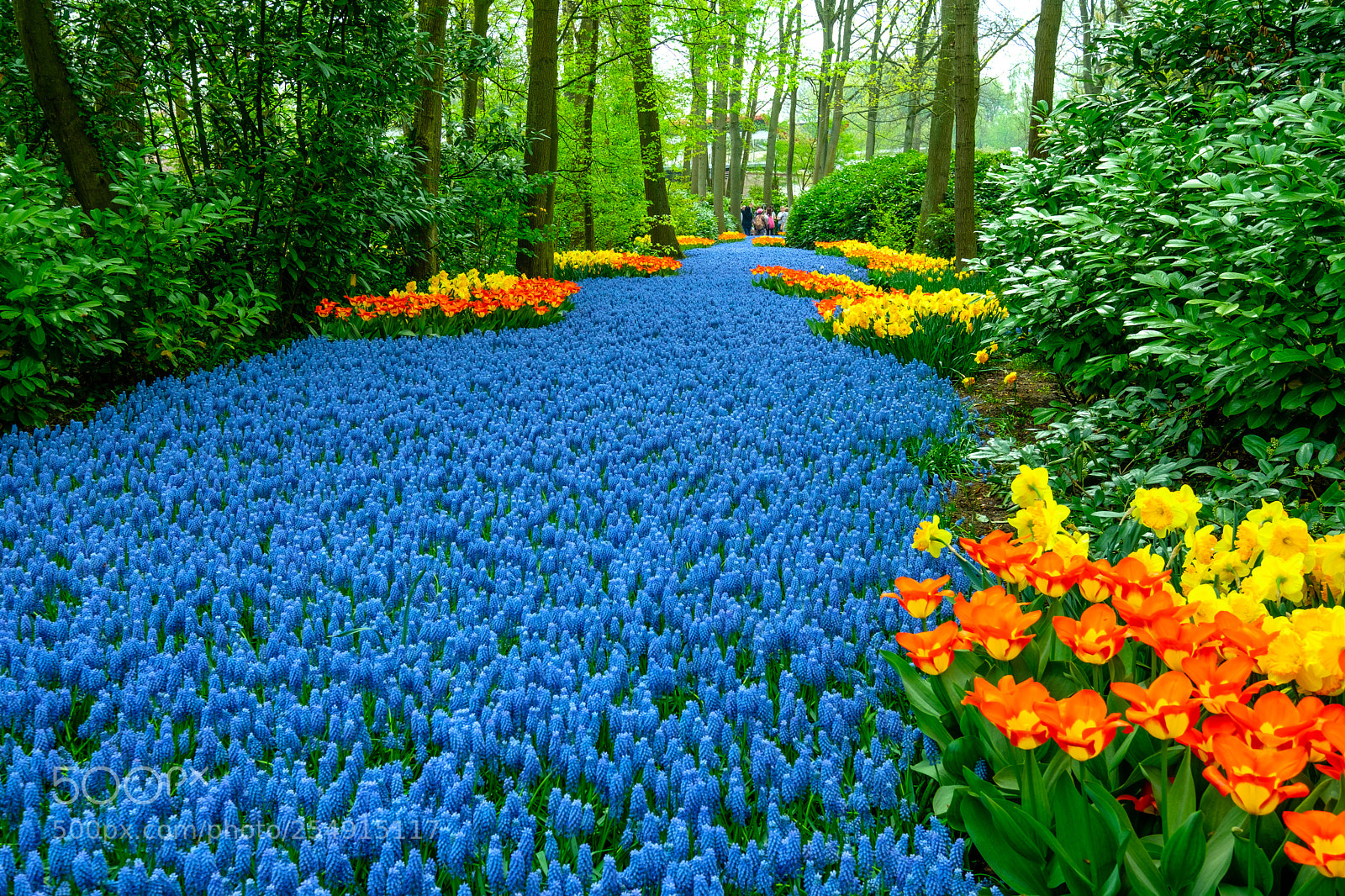 Fujifilm X-T2 sample photo. Keukenhof impressionen photography