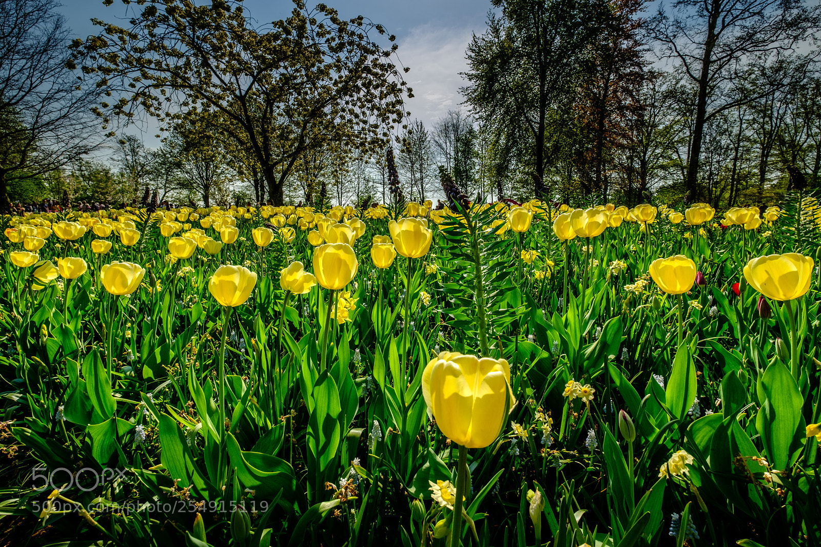 Fujifilm X-T2 sample photo. Keukenhof impressionen photography